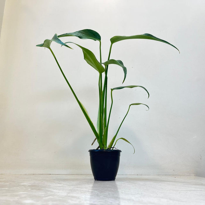 Monstera Burle Marx Flame Live Indoor Plant | 8.5cm Pot