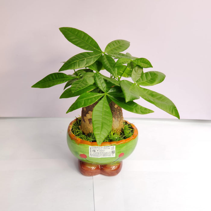 Pachira Money Tree Plant In Ceramic Pot
