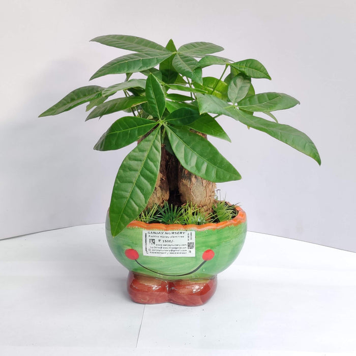 Pachira Money Tree Plant In Ceramic Pot