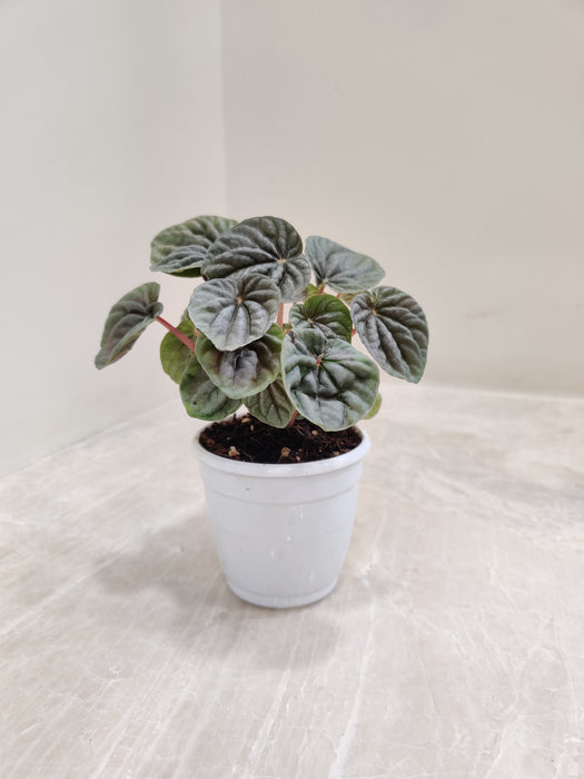 Air Purifying Peperomia in White Pot