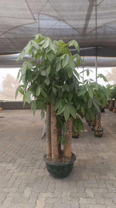 Pachira Aquatica 5-Stem Money Tree Plant