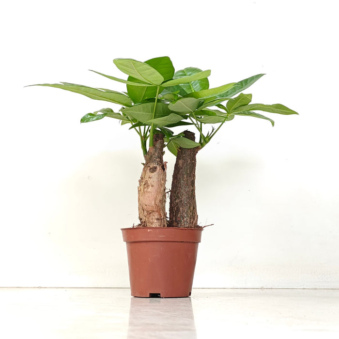Pachira Money Tree 8.5 cm pot