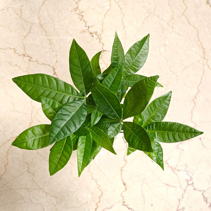 Pachira Money Tree 8.5 cm pot