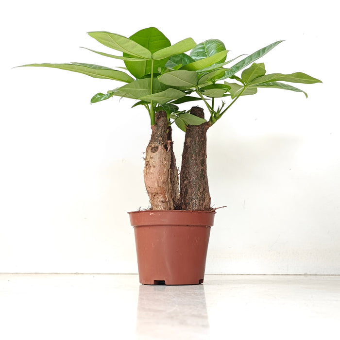 Pachira Money Tree 8.5 cm pot