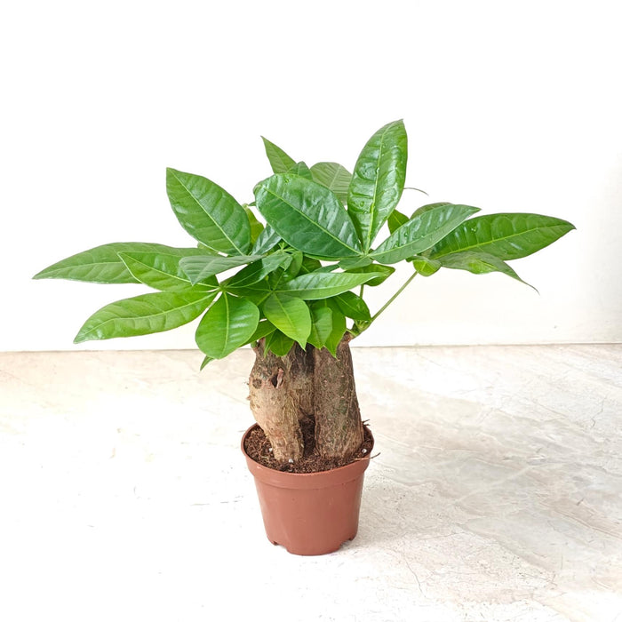 Pachira Money Tree 8.5 cm pot