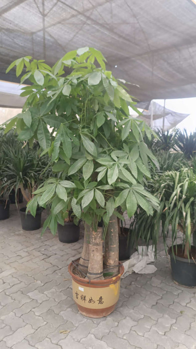 3 foot money tree Buy Pachira Aquatica 3-Stem Money Tree Plant – ChhajedGarden.com