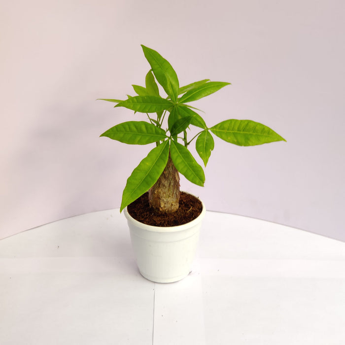 Pachira Money Plant Tree 10 In  Cm Pot