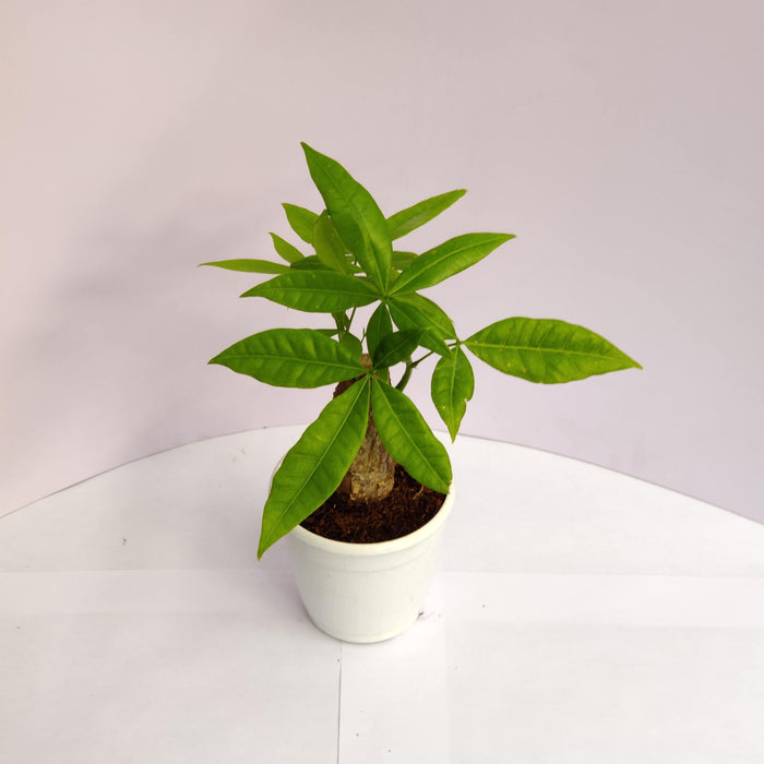 Pachira Money Plant Tree 10 In  Cm Pot