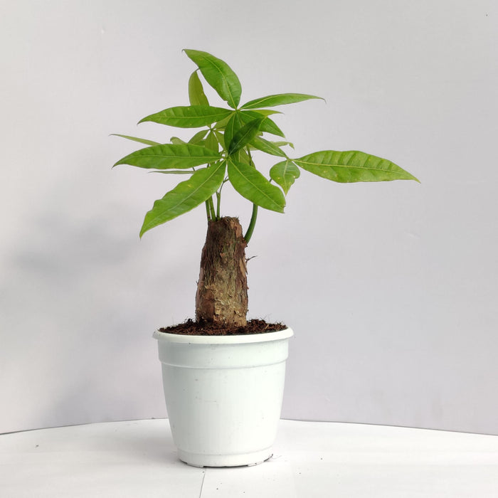 Pachira Money Plant Tree 10 In  Cm Pot