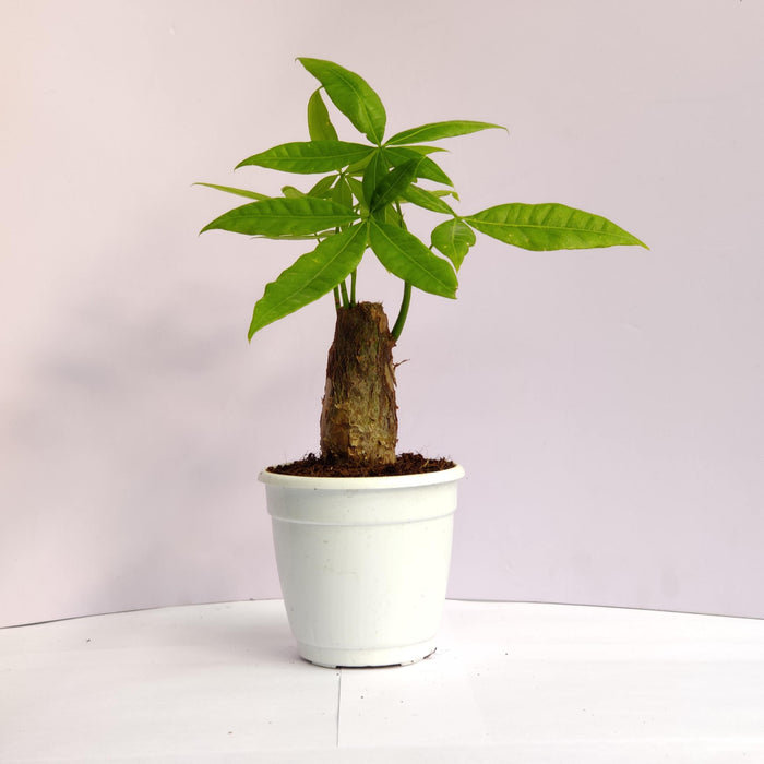 Pachira Money Plant Tree 10 In  Cm Pot