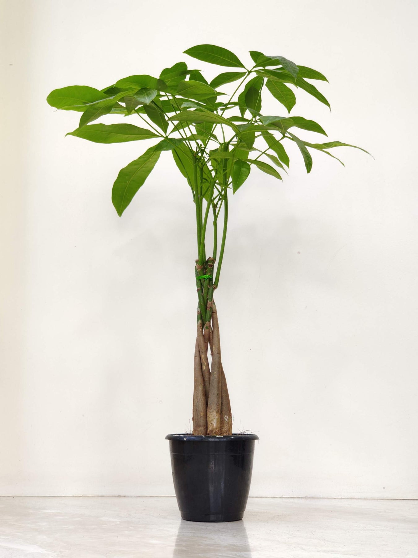 Pachira Plants