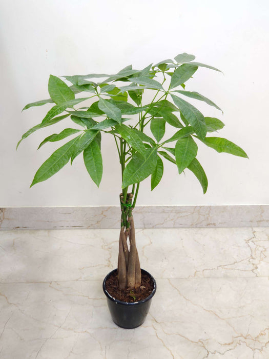 Pachira Money Tree