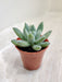 Pachyveria 'Albocarinata' in Terracotta Pot Indoor Succulent