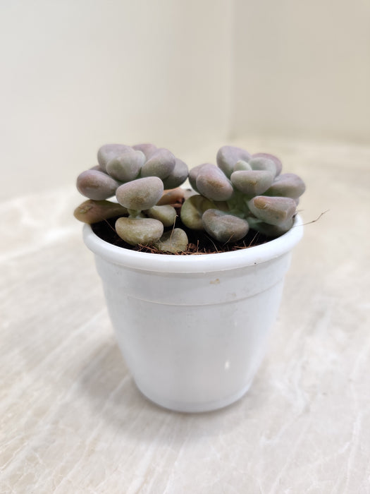 Pachyveria-oviferum-roseum-full-view-Indoor-Succulent