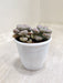 Pachyveria-oviferum-roseum-full-view-Indoor-Succulent