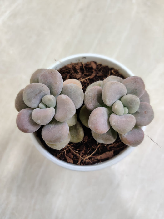 Potted-Moonstones-indoor-succulent-home-decor