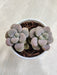 Potted-Moonstones-indoor-succulent-home-decor