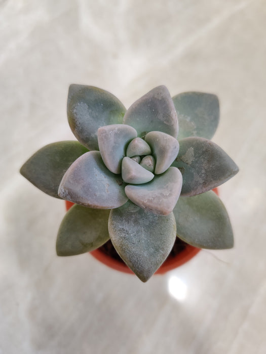 Pachyveria 'Opalina' Ideal for Low Light Areas Indoor Succulent