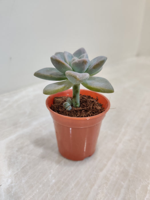 Small and Sturdy Pachyveria 'Opalina' for Indoor  Home Decor  Succulent