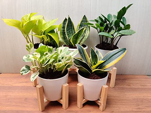 Indoor Plants Combo - Enhance Your Space with Air Purifying Plants