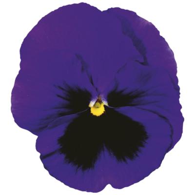 Pansy Colossus Deep Blue with Blotch Flower seeds – ChhajedGarden.com
