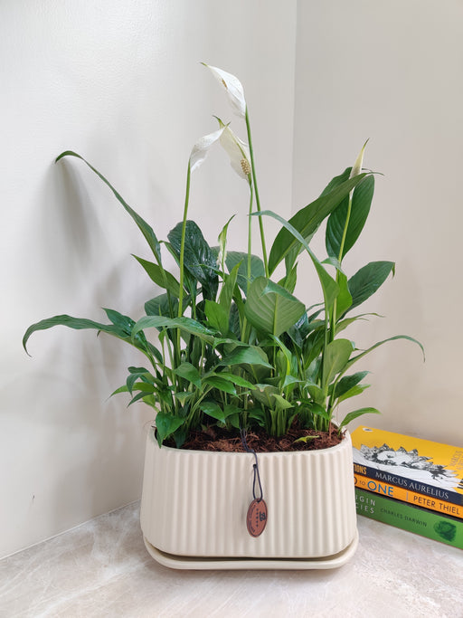 Elegant peace lily office gift for decor
