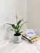 "Green lush Peace Lily as thoughtful corporate gift"