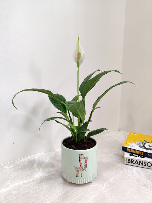 "Healthy Peace Lily desk plant for workspaces"