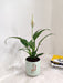 "Healthy Peace Lily desk plant for workspaces"