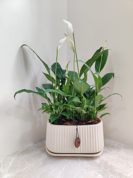 Air purifying peace lily indoor plant for offices