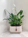 Air purifying peace lily indoor plant for offices