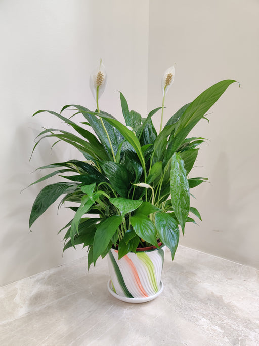 Peace Lily plant in white ceramic pot