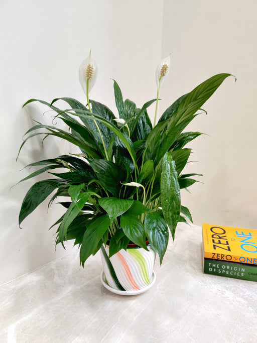 Close-up of Spathiphyllum bloom