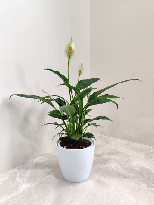 Peace Lily Plant in a White Plastic Pot for Corporate Gifting
