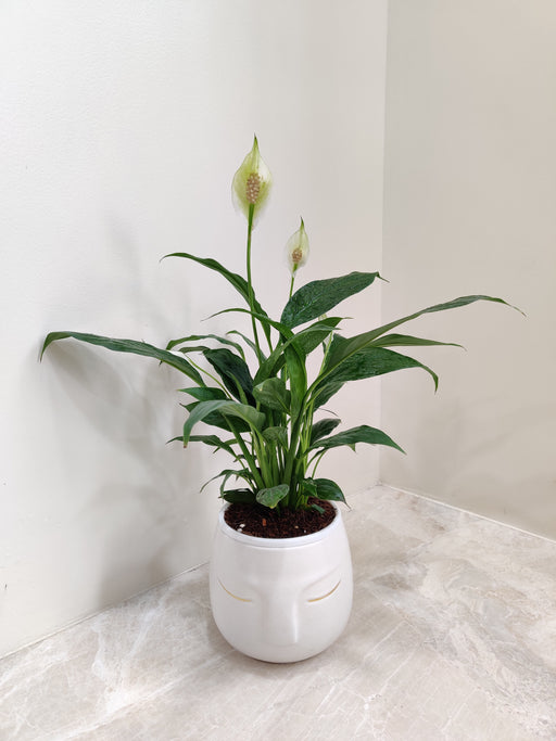 Peace Lily indoor office plant in a white serene pot
