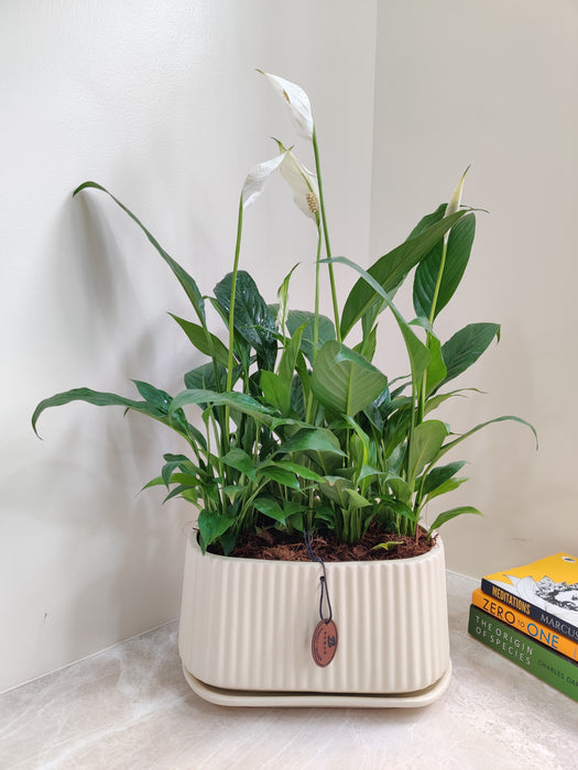 Easy-care peace lily plant for corporate gifting