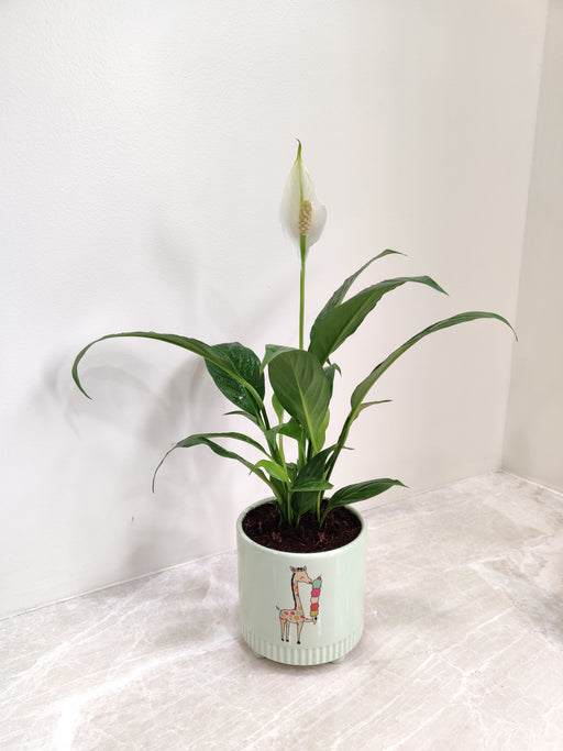 "Peace Lily indoor plant for office desk"