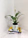 "Symbolic Peace Lily gift for corporate"