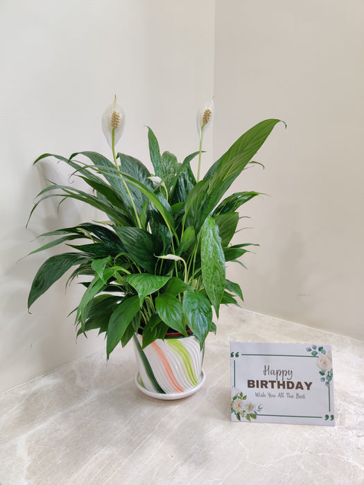 Ideal corporate gift - Peace Lily