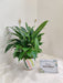 Ideal corporate gift - Peace Lily