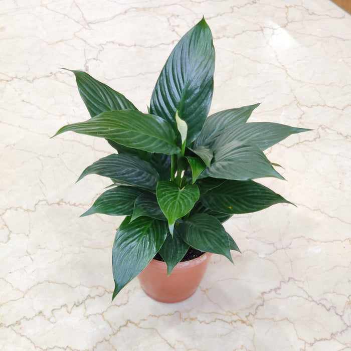 Buy Air Purifying Plants Combo – Indoor Air Cleaning Plants Set | Peace Lily, Bamboo Palm, Aglaonema, Snake Plant & Spider Plant