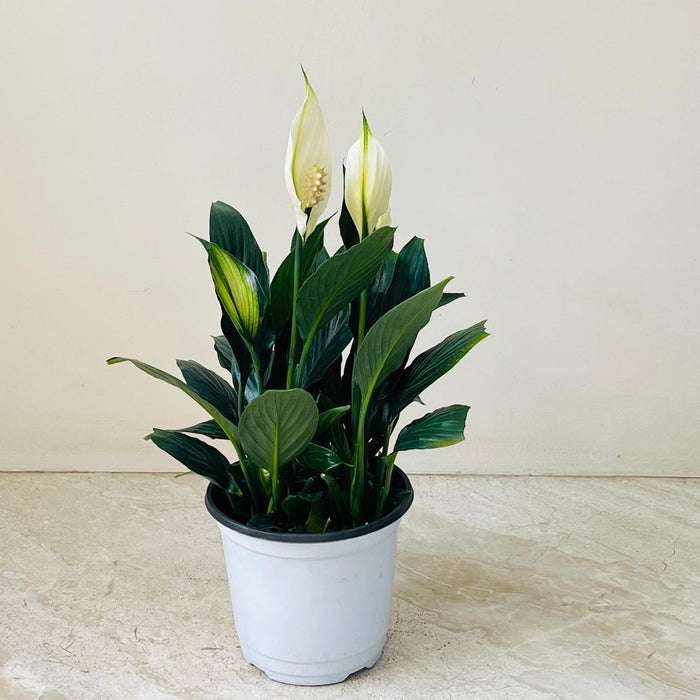 5 Plants That Thrive During Monsoon | Easy-Care Indoor Plants Combo