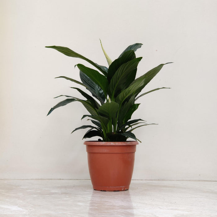 Buy Plant Gifting Combo – Best Indoor Plants Gift Set | Lotus Bamboo, Jade Plant, Snake Plant & Peace Lily