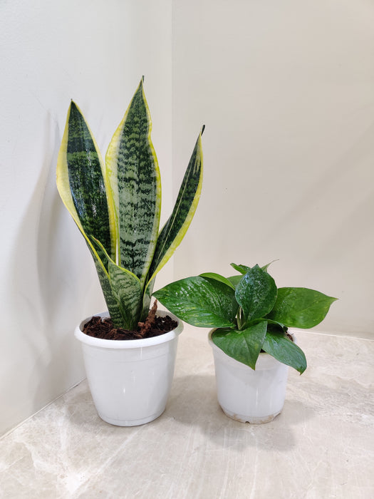 Money and Snake Plant Decorative Set