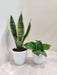 Money and Snake Plant Decorative Set