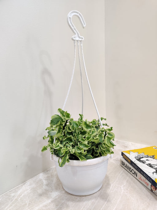 curly hanging plant Shop Pedilanthus Curley Variegated New 15 cm Hanging Pot