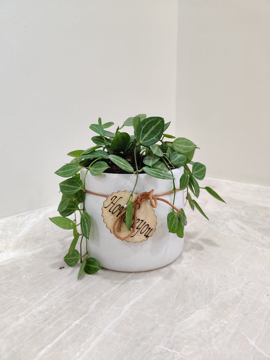 Peperomia green plant, a perfect corporate gift item