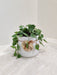 Peperomia green plant, a perfect corporate gift item