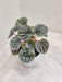 Decorative Silver Ripple Peperomia for Homes