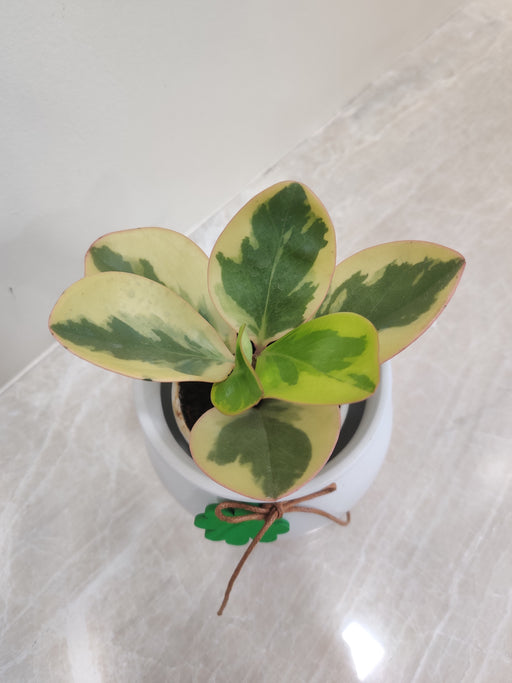 "Peperomia Clusiifolia Tricolor perfect office desk plant"